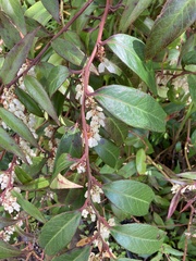 Leucothoe