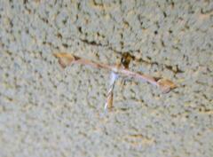 Platyptilia carduidactylus