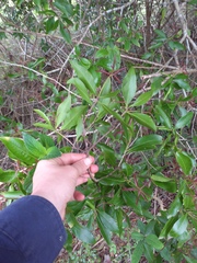 Schizomeria ovata
