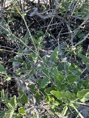 Cyphomeris gypsophiloides