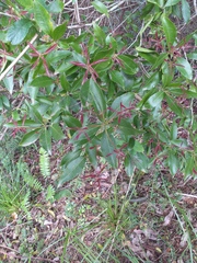 Schizomeria ovata