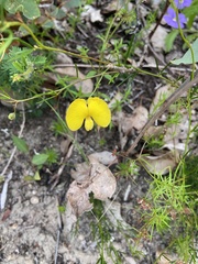 Gompholobium polymorphum