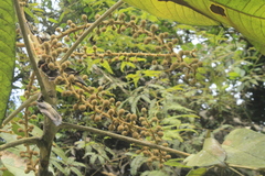 Sciodaphyllum ferrugineum