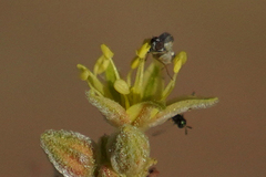 Mythicomyiidae