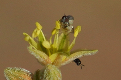 Mythicomyiidae