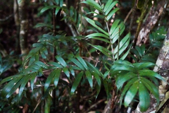 Dypsis concinna