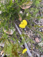 Gompholobium polymorphum