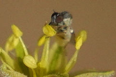 Mythicomyiidae