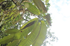 Sciodaphyllum ferrugineum