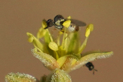 Mythicomyiidae