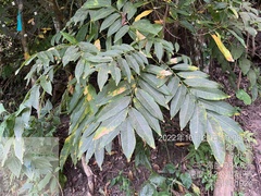 Sapindus mukorossi