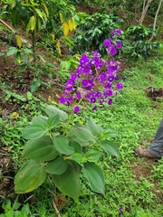 Pleroma heteromallum