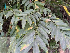 Sapindus mukorossi