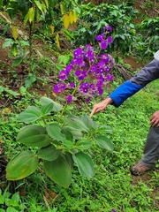 Pleroma heteromallum