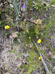 Gompholobium polymorphum