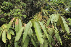 Sciodaphyllum ferrugineum