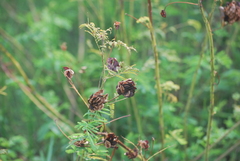 Desmanthus illinoensis