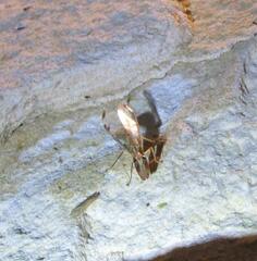 Dicromantispa interrupta