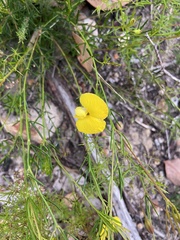 Gompholobium polymorphum