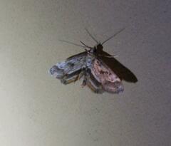 Parapoynx obscuralis