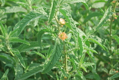 Sphaeralcea angustifolia