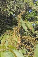 Sciodaphyllum ferrugineum