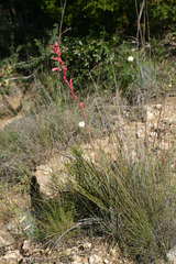 Hesperaloe parviflora