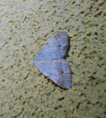 Frederickia subterminata