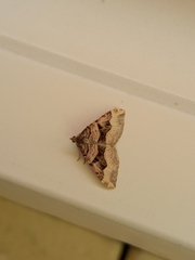 Xanthorhoe semifissata