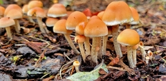 Hypholoma marginatum