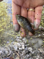Lepomis gulosus