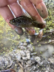 Lepomis gulosus