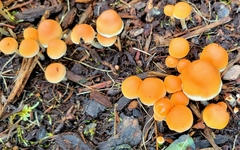 Hypholoma marginatum