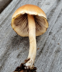 Hypholoma marginatum
