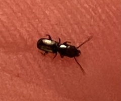 Laemophloeidae