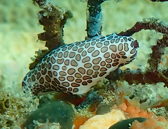 Cyphoma mcgintyi