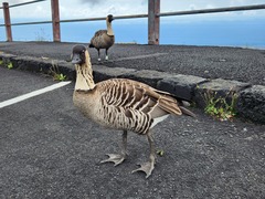 Branta sandvicensis