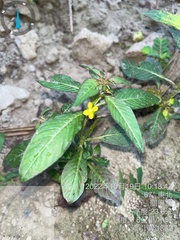 Ludwigia hyssopifolia