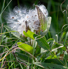 Asclepias viridis