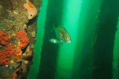 Notolabrus tetricus