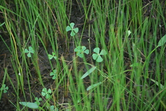 Marsilea