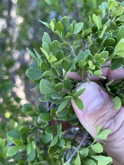 Fraxinus greggii