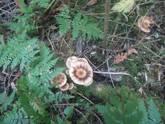 Armillaria sinapina
