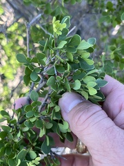 Fraxinus greggii
