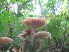 Armillaria sinapina