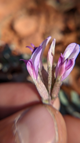 Image of Astragalus zionis by (c) Darrin Gobble, some rights reserved (CC BY)