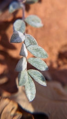 Astragalus zionis
