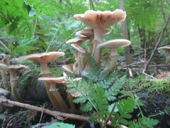 Armillaria sinapina
