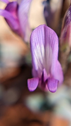 Image of Astragalus zionis by (c) Darrin Gobble, some rights reserved (CC BY)