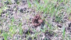 Protobothrops mucrosquamatus